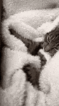cocooning-cocoon.gif