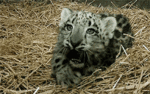 625ec03494804251926045.gif