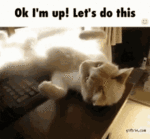 imawake-lets.gif