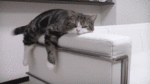 tumblr_n4xd2ntkEm1t4iob6o1_500.gif