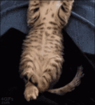 ezgif.com-gif-maker (10).gif