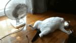200 (2).gif
