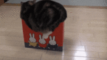 200 (3).gif