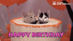 birthday cake kittens.gif