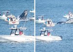whalestrike-1658685787.jpg