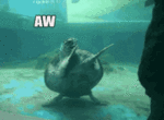birthday-turtle.gif