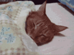 cat-lazy.gif