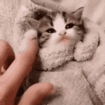 cute-cat-cute-animals.gif