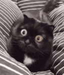 stoned-cat.gif
