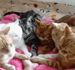 7ClJ.gif
