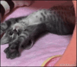 kitten-kitty.gif