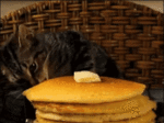 cats-pancake.gif