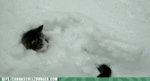 is-it-spring-yet.gif