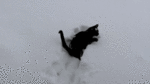 ZMSp.gif
