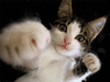 kitty paw.gif