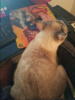 upload_2017-11-27_18-25-36.png