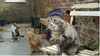 4718ab53d5.gif