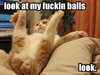 balls cat.jpg