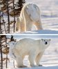 polarbear.jpg