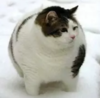 upload_2018-3-23_11-15-27.png