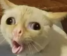 Pronewbi3