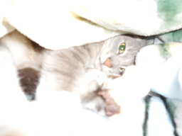 Cyndia
