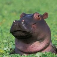 hippo