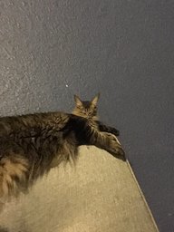 Dillan