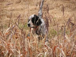 ReignChaser