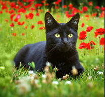 HughCat