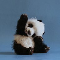 MABear