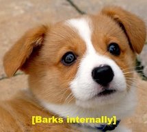 PuzzledCorgi