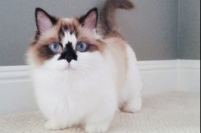 kingtiggercat