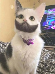 Fritzycat