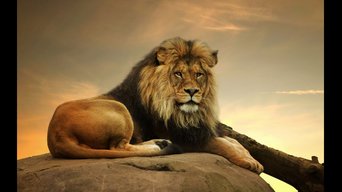 Riseofthehumblecoin