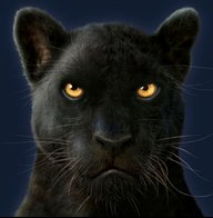Panther