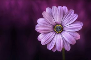 smileflower
