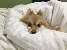 squishymochii