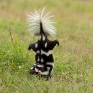 drunkskunk