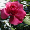 FadedRosebud