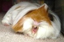 MentalGuineaPig