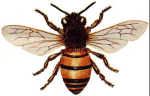 akseebr