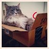 whiskeyfennel