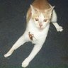 Bobthecat