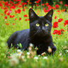 HughCat