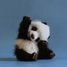 MABear