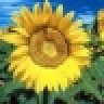flowerpower