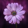 smileflower