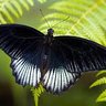 butterfly1227