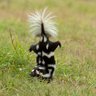 drunkskunk